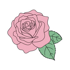 Simple pink rose illustration isolated on transparent background