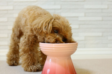 ご飯を食べているトイプードル