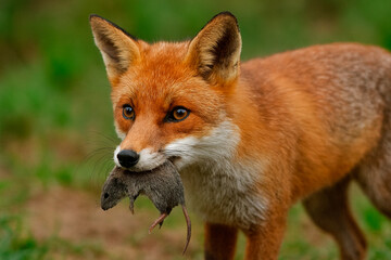 Naklejka premium red fox with mouse