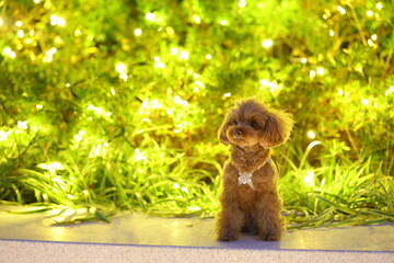 イルミネーションの前で記念撮影するトイプードル