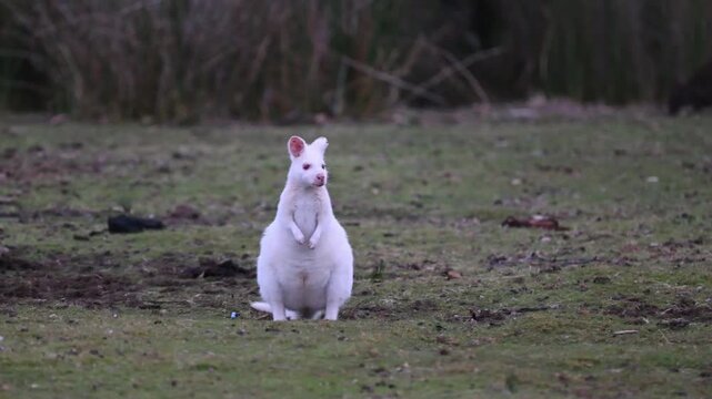White wallabies are Bennetts wallabies, Macropus rufogriseus, with rare genetic mutation of white fur some are even Albinos with red eyes and nose, endemic to Bruny island, Tasmania, Australia.