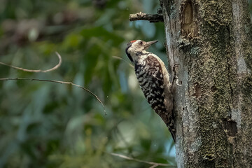 Great Spotted Woodpecker foraging for insects