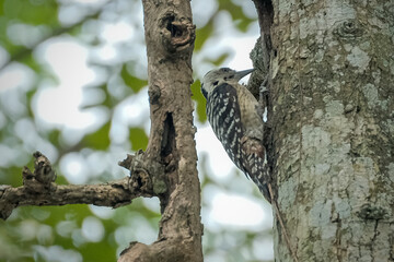 Great Spotted Woodpecker foraging for insects