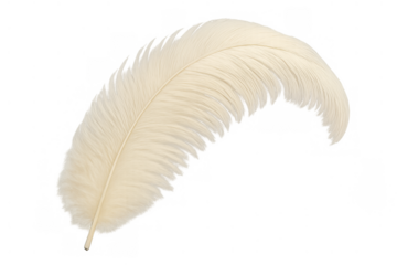 White feather gracefully curving, showing softness, lightness, and delicate texture on a transparent backdrop