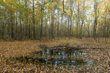 Autumn forest landscape with a puddle and golden fallen leaves