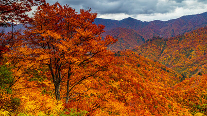 枝折峠の紅葉　秋の絶景　新潟　魚沼