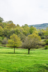 lonely green tree on green hill with snow capped mountain peaks in the background. travel concept