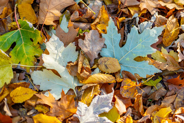 Fototapeta premium vibrant, top-down close-up shot pile fallen autumn leaves background, bright yellows, oranges, fiery reds, green and brown leaves, foliage, fall season, nature, and change, celebration harvest time