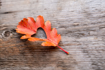 female hand holds bright autumn single dried oak leaf with heart cutout, glowing in sunlight,...