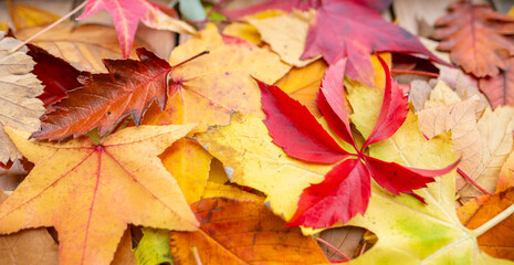 autumn leaves yellow, orange, brown hues, autumnal Nature's palette, seasonal copy space background, fleeting beauty falling leaves, beauty seasonal change, celebrating cozy, nostalgic feelings fall