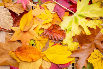 autumn leaves yellow, orange, brown hues, autumnal Nature's palette, seasonal copy space background, fleeting beauty falling leaves, beauty seasonal change, celebrating cozy, nostalgic feelings fall