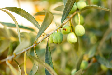 Green olives ripening on tree branches under sunlight, harvesting olive oil production, fresh Mediterranean fruit, natural healthy farming, sunlight, organic agriculture, rustic seasonal harvest