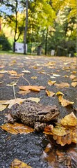 A toad sits on an autumn path covered with fallen leaves. 