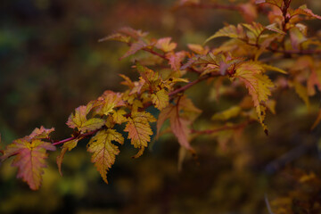 yellow-orange autumn branch with leaves close-up