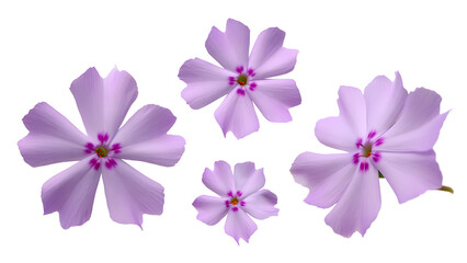 phlox flower on transparent background PNG