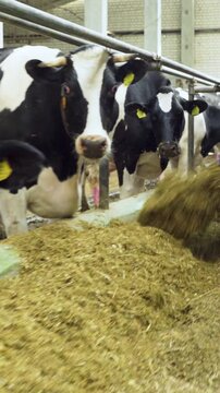 Modern machine pours feed for cows on a farm. Technological process in farm. Feeding dairy herds on farm. Hay, haylage, grass meal, succulent and roughage are distributed to cows.