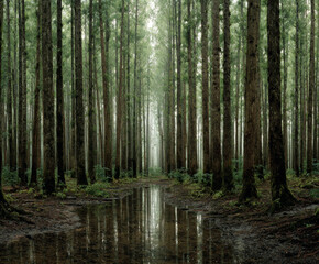 Fototapeta premium Rain-Soaked Cedar Forest Stillness