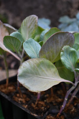 Planting cabbage seedlings in vegetable garden or greenhouse. Young cabbage seedlings. Seedlings of organic vegetables in black plastic pot. Concept of farming and gardening.