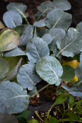 Planting broccoli seedlings in vegetable garden or greenhouse. Young broccoli seedlings. Seedlings of organic vegetables in black plastic pot. Broccoli plants. Concept of farming and gardening.