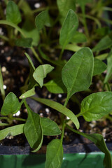 Planting spinach seedlings in vegetable garden or greenhouse. Young spinach seedlings. Seedlings of organic vegetables in plastic pot. Spinach plants. Concept of farming and gardening.