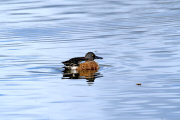 Eine Löffelente schwimmt auf einem Teich in den Rieselfeldern in Münster.