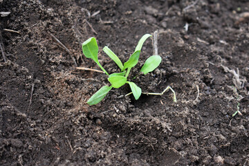 Planting spinach seedlings in the vegetable garden or greenhouse. Young spinach seedlings in ground. Garden work. Concept of new life. Lifestyle of self-sufficiency. Concept of farming and gardening.