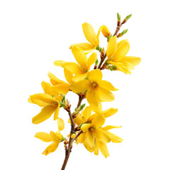 Obraz premium Bright yellow forsythia flowers bloom on a dark background