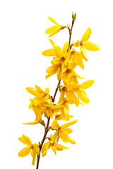Obraz premium Bright yellow forsythia flowers bloom on a dark background