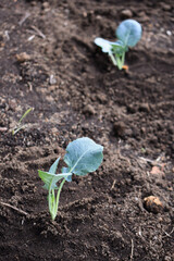 Young broccoli plants. Planting broccoli seedlings in the vegetable garden or greenhouse. Young broccoli seedlings in ground. Garden work. Lifestyle of self-sufficiency. Farming and gardening.