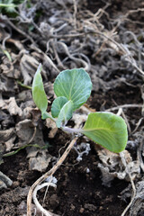 Planting cabbage seedlings in the vegetable garden or greenhouse. Young cabbage seedlings in ground. Garden work. Concept of new life. Lifestyle of self-sufficiency. Concept of farming and gardening.