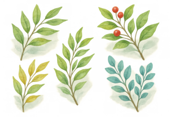 Watercolor botanical leaves and red berries branches set with transparent background, nature illustration for spring or autumn