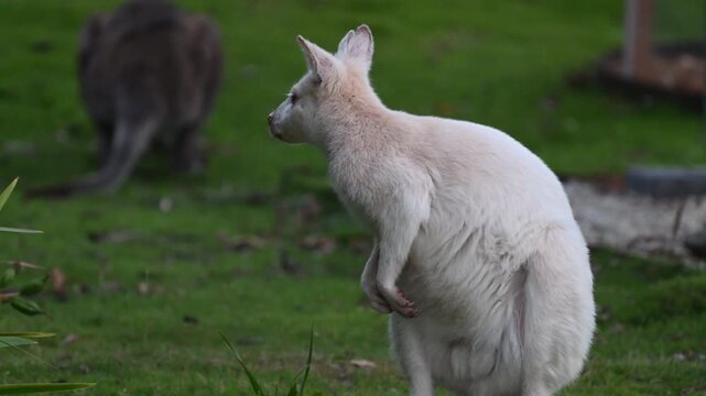 White wallabies are Bennetts wallabies, Macropus rufogriseus, with rare genetic mutation of white fur some are even Albinos with red eyes and nose, endemic to Bruny island, Tasmania, Australia.