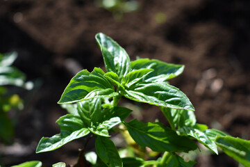 Fresh basil growing outdoor. Cultivating basil in garden and greenhouse. Growing own herbs and vegetables. Lifestyle of self-sufficiency. Concept of farming and gardening. Cooking with basil. 