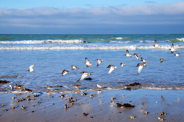 Group of Kentish Plover birds flying low over the sea in Cotentin coast. Normandy region