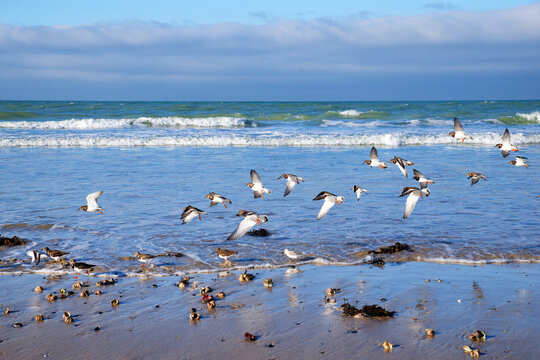 Group of Kentish Plover birds flying low over the sea in Cotentin coast. Normandy region - Powered by Adobe