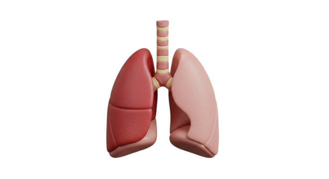 A detailed anatomical illustration of human lungs showing the complex structure of the on transparent background