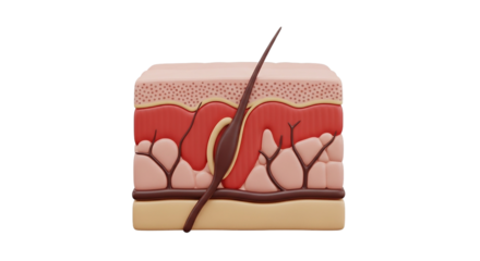 Exploring the micro world of human skin unveiling layers with hair follicles and intricate on transparent background