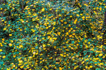 Background with yellow and green leaves at autumn day