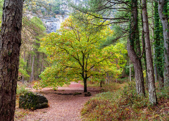 Beautiful tree with golden leaf in a forest at autumn day.