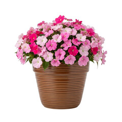 Pink and Magenta Impatiens Flowers in Pot isolated on a transparent background