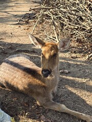 white tailed deer