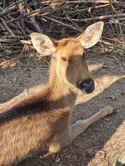 kangaroo in the park