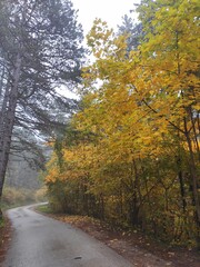 Obraz premium road in autumn forest