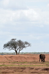 Fototapeta premium African wildlife: elephant moving in Tsavo East National Park, Kenya
