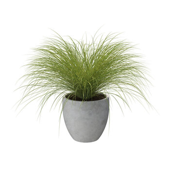 Sedge potted bush studio light isolated transparent background 3d rendering PNG
