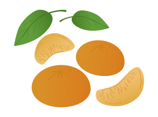 Tangerine vector illustration showing whole fruit and slices with green leaves. The image highlights the fresh citrus appeal ideal for food-related designs and concepts.