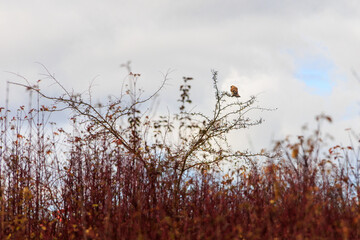 Common kestrel perched on a thorny shrub against a cloudy sky