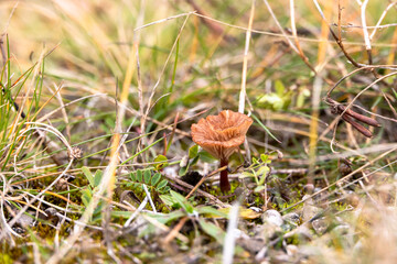 Small brown funnel shaped mushroom growing among moss and grass on dry ground