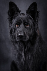 portrait of the black german shepherd long hair dog
