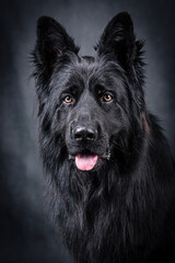 portrait of the black german shepherd long hair dog